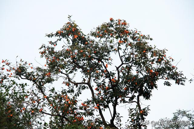 一河两路东端的烧烤场一带暮秋景色