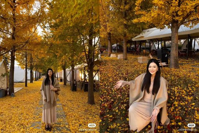 最适合拍银杏的地方！ 临沂十个0元打卡点，抓住今年最后的金色风暴！