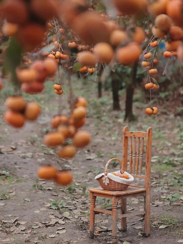 就这一口柿子，盼到冬天了！