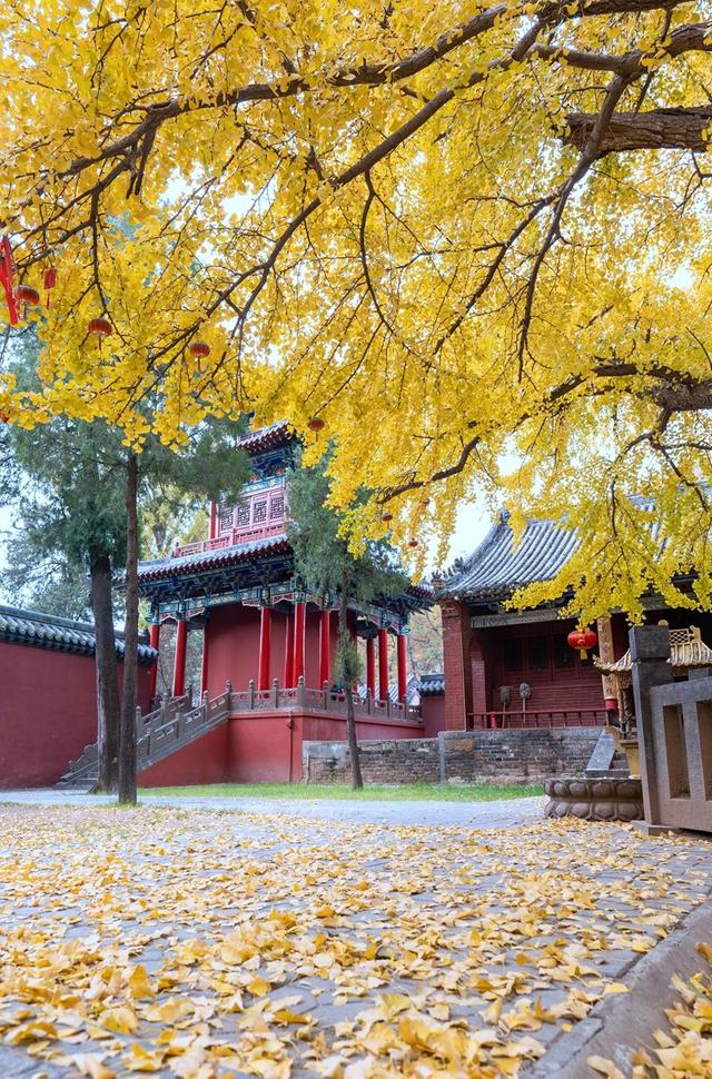 全郑州人都在等的银杏，黄了