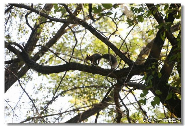 沈阳东陵郊野公园“精灵”出没