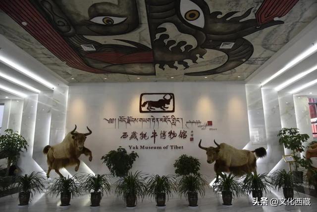 暑假博物馆火爆出圈！带娃来西藏，去这些地方“下馆子”就对了！
