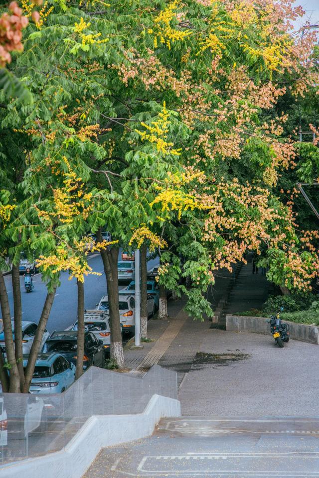 栾树花开,扮靓郫都秋日美景!