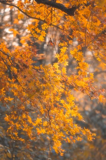落叶是最小的秋：藏在细碎里的秋光，才最动人