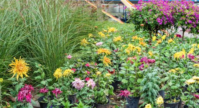 今日开幕！来泰达看百菊争艳