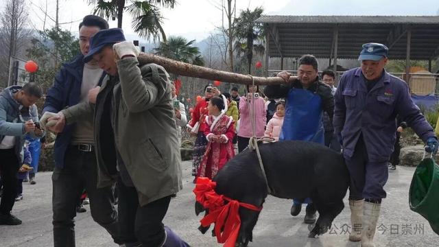 来文井江，吃年猪宴！
