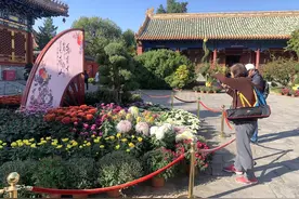 赏菊正当时！北海公园1.5万盆菊花齐放让您一饱眼福图片