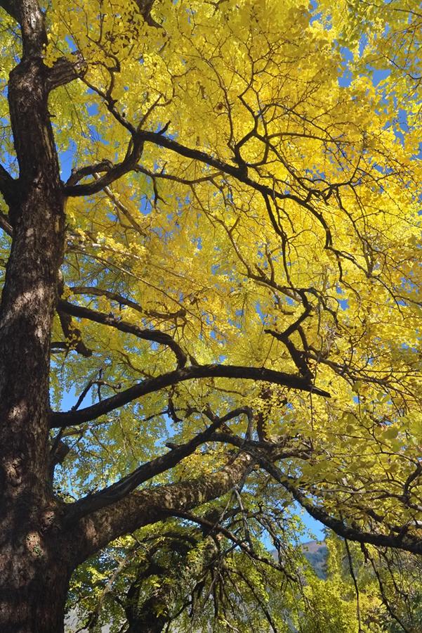 深秋，到政和大岭村看银杏黄叶去。