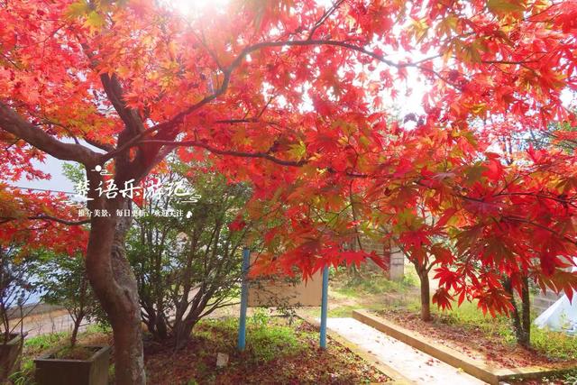 浙江宁波四明山深处的秘境，近50株古树营造油画般的风景，很好玩