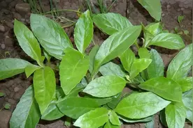 朝鲜将一包草籽作为国礼送给中国？原来，这包草籽并不普通图片