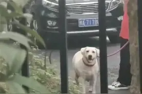 成都狗咬伤女童后续:拉布拉多被找到，它是清白的，被宣布无罪图片