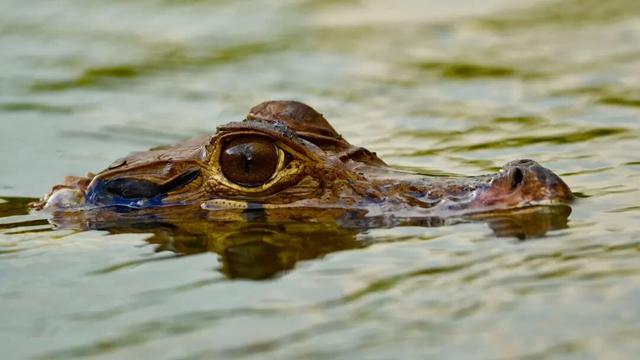 一生一次，2027年出发！41天南极半岛包船登陆，南美4国狂野自驾