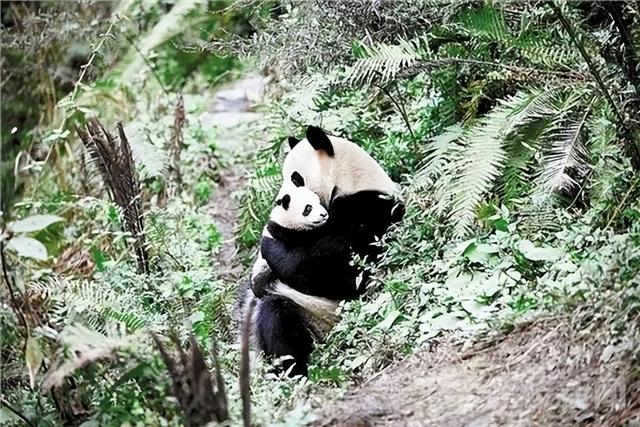 和大熊猫贴贴这一块，雅安还是太权威了！