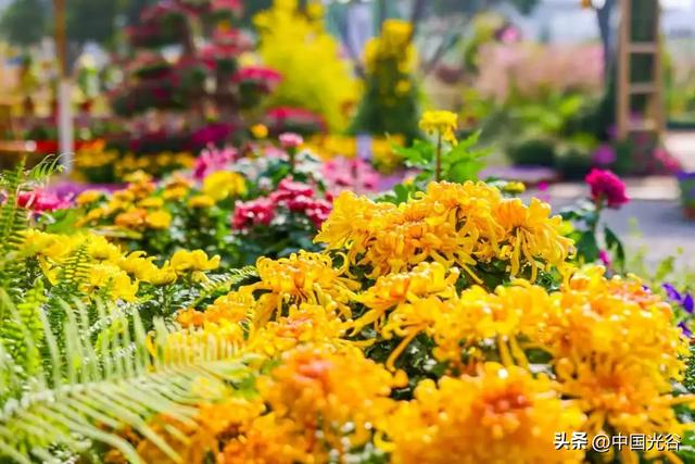 光谷菊展今起在鸡公山公园举行，各色“顶流”争奇斗艳等你打卡，持续至11月30日