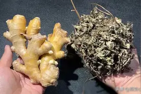 艾草搭配生姜太厉害了，98岁老中医用了一辈子，方法简单却很实图片