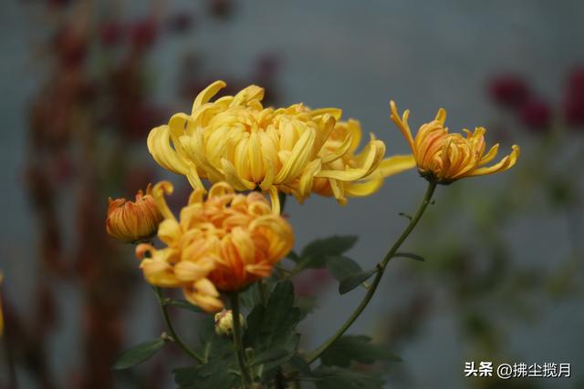 小区里的“菊展”，家门口的美景