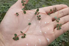 一碰就出奶的植物，人称地锦草，奶浆草，有啥作用图片