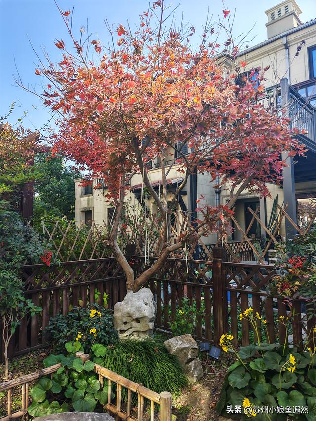 苏州天平山红叶爆火？我躲进姐姐家的“中国红枫秘境”偷个闲