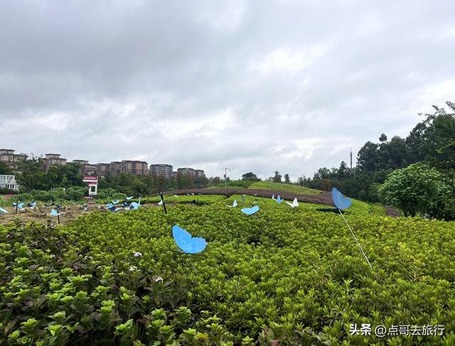 成都，最不可小看的公园，雨中超美，凉风阵阵，公共交通直达！