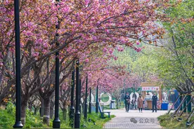 收藏！鹤壁示范区樱花季系列活动来了（附详细时间、地点）图片