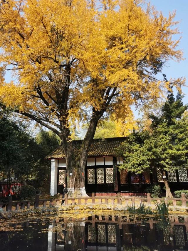 【美丽四川】一年一度朋友圈银杏比美时刻又来了！