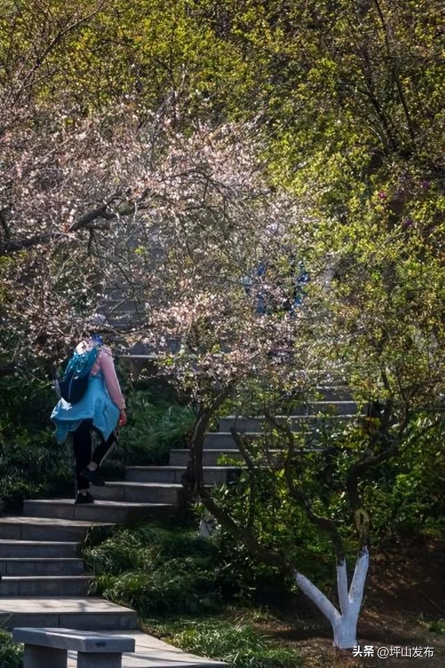 骑遇坪山① | 宝藏“高颜值”骑行线，拍出森系大片刷爆朋友圈