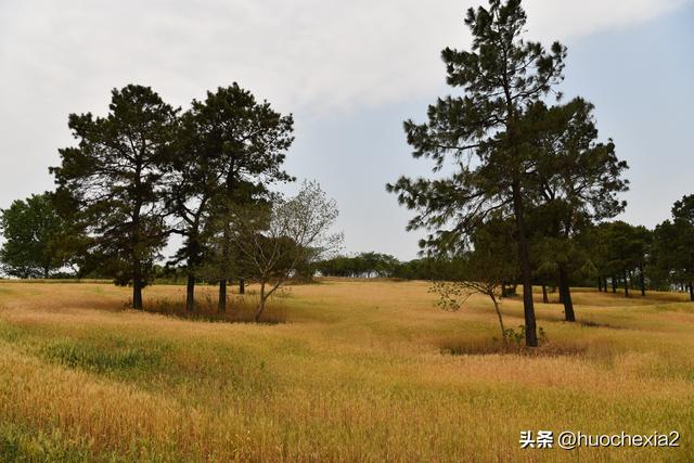 隔壁的城市走一走——镇江丁岗五七林场