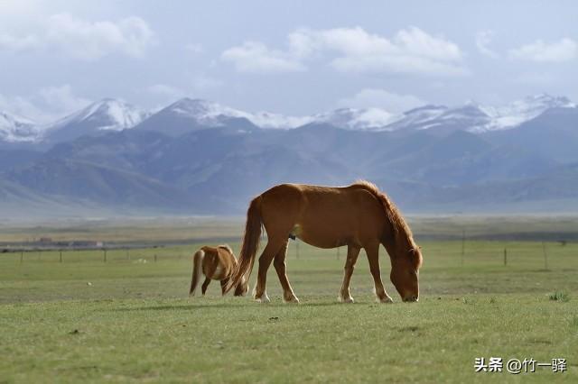 青海布哈河湿地：青海湖的母亲河