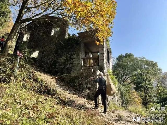 约吗？温州此处枫叶已渐红，这周末将进入赏红叶佳期！