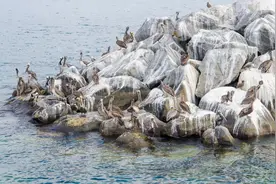 从掠夺鸟粪谈起的美国海外扩张：攫取菲律宾、古巴……图片