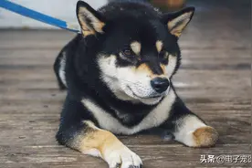 狗狗对你有这4个行为，恭喜你，在狗狗眼里你就是它最信任的人图片