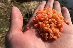 钓鱼酒米不用买，在家就能自己动手制作，比渔具店买的还好用图片