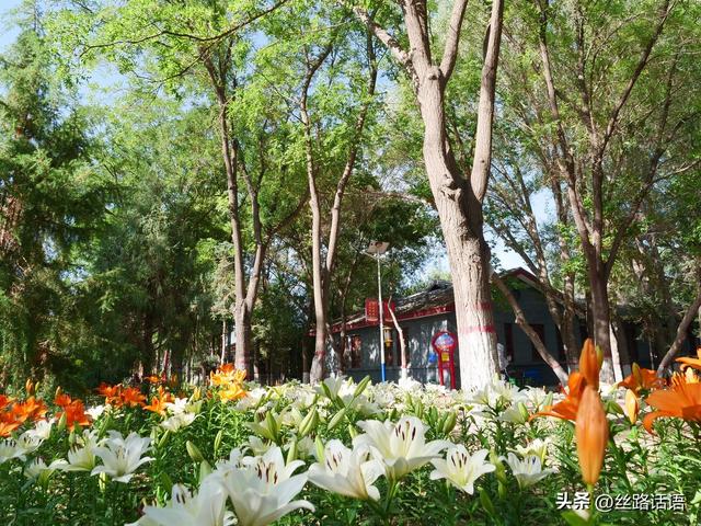 图集丨山丹：百合盛开，许你一个浪漫盛夏！
