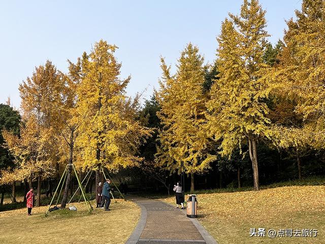 成都城市中的草原牧场，彩林比阿勒泰还美，公交车地铁直达！