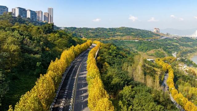 出片率100%！重庆梧桐进入最佳观赏期