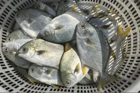 鲳游天下｜掌握财富密码的金鲳鱼图片