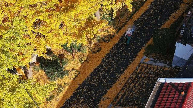 限定秋色！孝昌小悟千年银杏美出圈