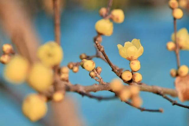 本周开园，这些人可免费！很多武汉市民等了一年——