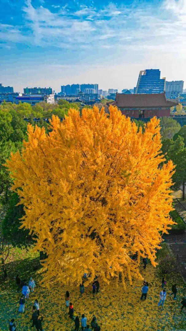 领取限定“杏”运！抓紧来看金色山东