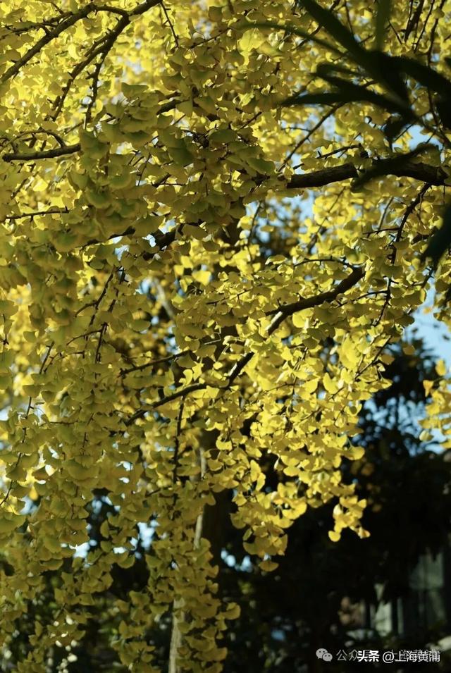 深秋限定！这条百年弄堂里尽是金色的浪漫！