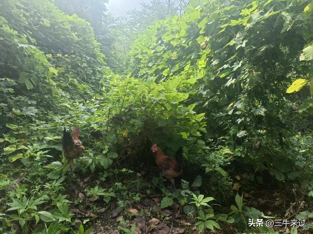 无为在歧路，齐山一块八