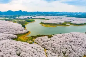 初花期推迟到3月13日，今年贵安樱花园赏花期将“变长”图片