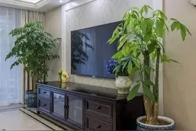 8种“大型树”，最适合客厅养，吸废气造氧气，旺家又吉利图片