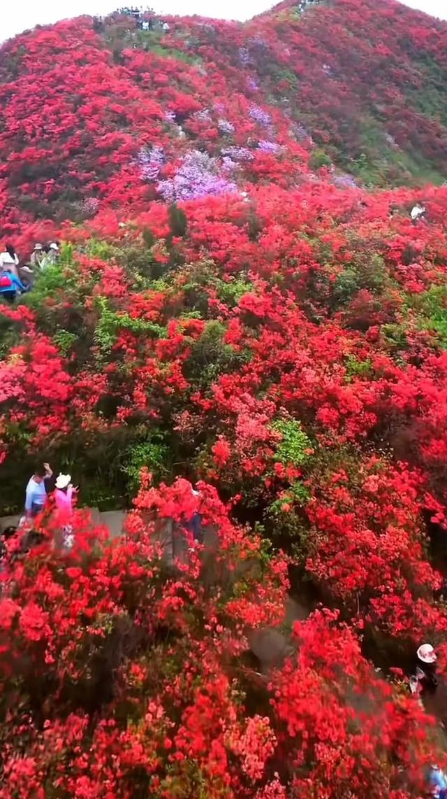 世界面积最大的原生杜鹃林，即将盛开！