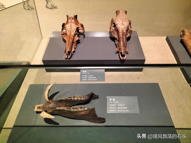 大庆博物馆的镇馆之宝可能是它， 而不是猛犸象