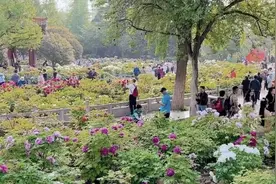 春日花海顶流！遛娃拍照两不误图片