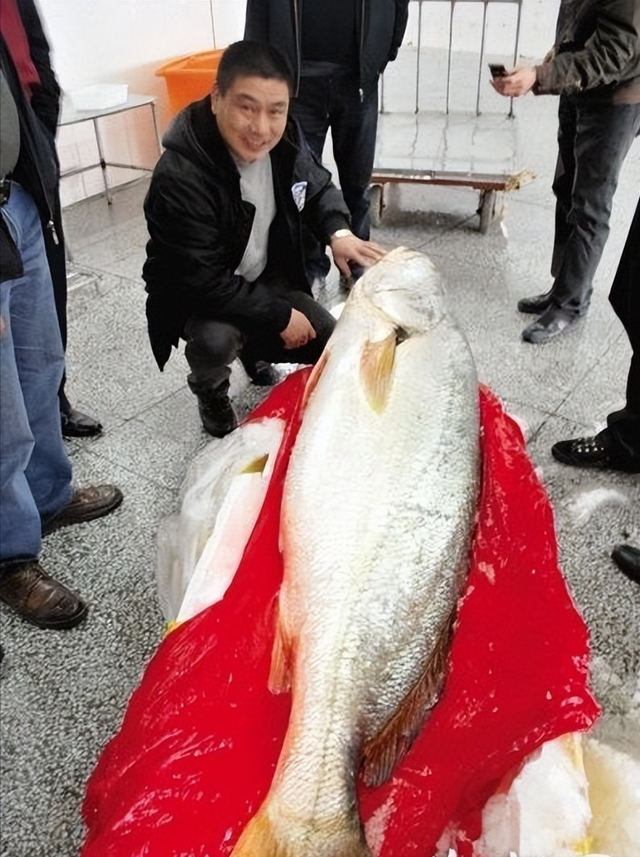 金钱花胶价格 2025年金钱花胶图片