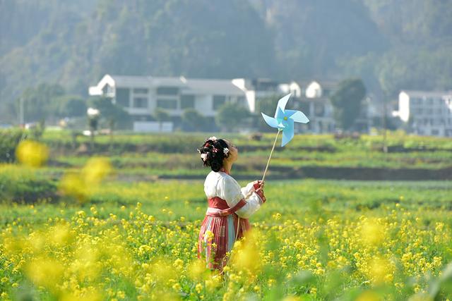 “冬日花海”引客来 万峰林景区6000多亩油菜花渐次开放