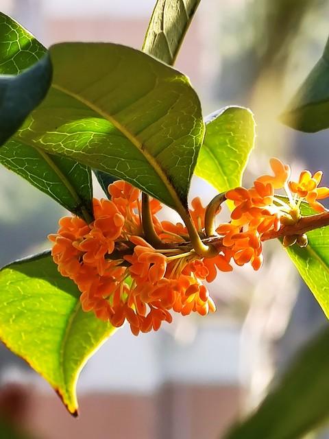 杭州的秋天都藏在这5家民宿里！桂花、银杏、红枫，美成童话！