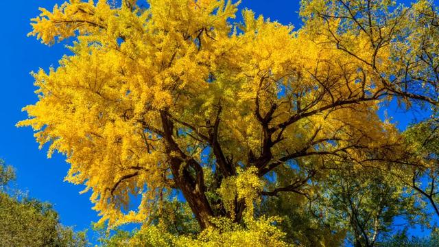 济南的这些千年银杏树美得正当时,最后“黄金期”快去打卡!